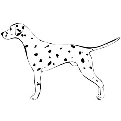 silhouette of a dog-vector 