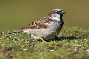  Sparrow (Passer domesticus) feeding on the ground