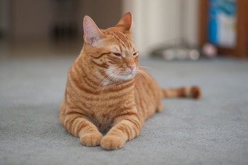 Fototapeta premium Sleepy striped cat lying with head turned right.