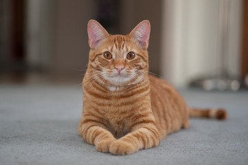Striped Tabby cat looking forward with both legs out. 