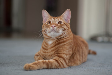 Striped Tabby cat looking up with one leg sticking out. 