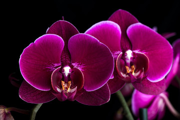 dunkle lila Phalaenopsis Orchidee