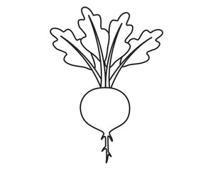 Line icon beet with leaves. Vector illustration.