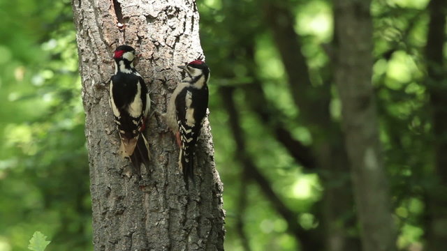 Great spotted woodpecker feed the chicks with insects and nuts landed on a old tree in the oak forest