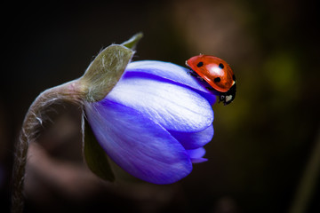 Lady-bug on a purple flower