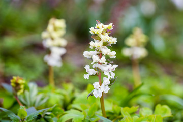 Corydalis Cava early spring flower