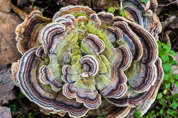 Tree Fungus Mushroom