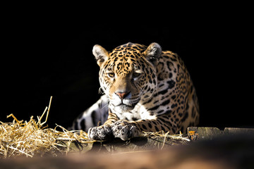 Wild leopard lying relaxed