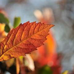 Obraz premium tree branches with autumn leaves