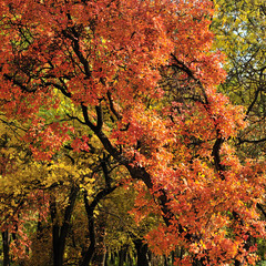 trees with autumn foliage