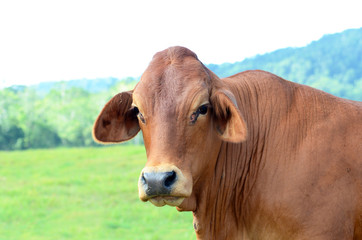 Brown Brahman Cow Close Up with green grass background, Queensland, Australia