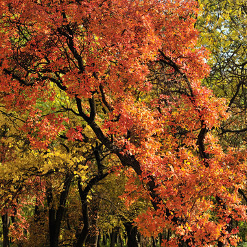 trees with autumn foliage