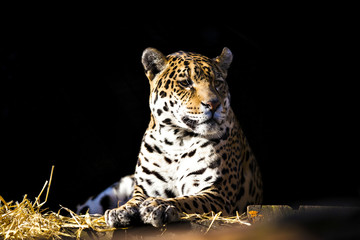 Wild leopard lying relaxed