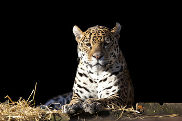 Wild leopard lying relaxed