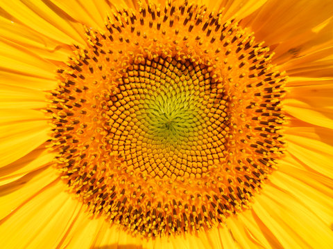 Sonnenblume als Kunstwerk