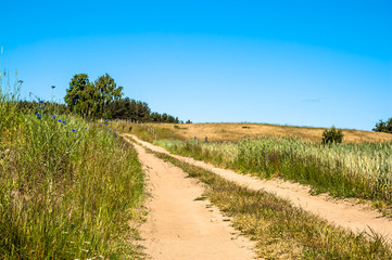 Dirt road among fields. Landscape of fields of cereal under blue sky