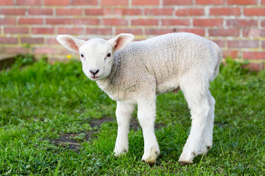 One white newborn lamb standing in green grass with wall