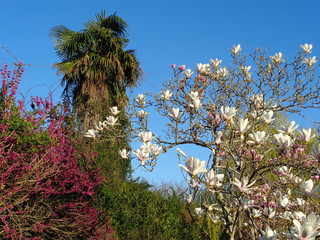 Яркие краски южной весны, цветущие деревья и пальма на фоне голубого неба
