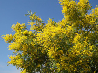 Пушистые желтые веточки цветущей мимозы на фоне голубого неба
