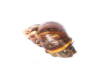 Snail isolated on white background.