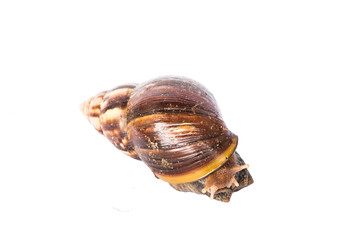 Snail isolated on white background.