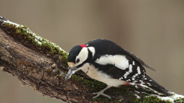 Great spotted woodpecker finding insects on a old tree in the winter in oak forest