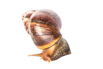 Snail isolated on white background.