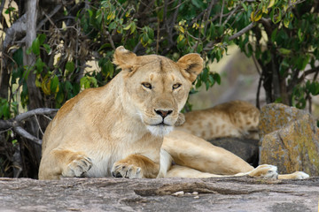 Fototapeta na wymiar Close lion in National park of Kenya