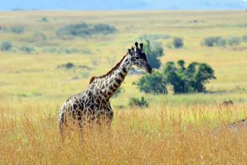 Giraffe in National park of Kenya