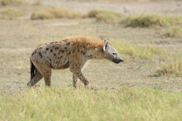 Naklejka na ściany i meble Hyena in National park of Kenya