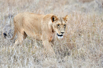 Close lion in National park of Kenya