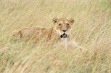 Close lion in National park of Kenya