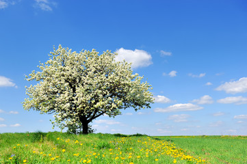 Fototapeta na wymiar Single blossoming tree in spring