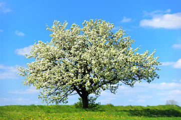 Fototapeta na wymiar Blossoming tree in spring