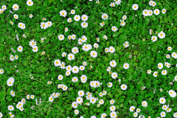 Spring green grass texture with flowers
