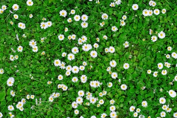 Wall murals Grass Spring green grass texture with flowers