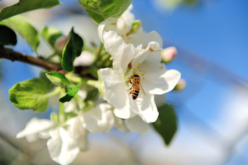 Obraz premium Blossoming tree brunch with white flowers