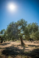 Olive trees in morning sunny winter 