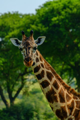 Giraffe 6