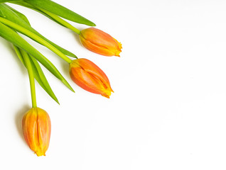 Three orange tulips on white - Powered by Adobe