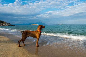Dog playing at beach summer holidays