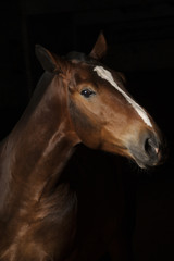 Fototapeta na wymiar Portrait of a bay horse