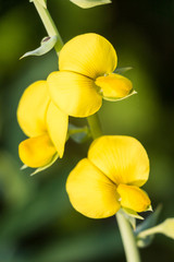 Yellow flowers on grass