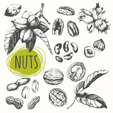 Set of hand drawn nuts. Black and white sketch food. 
