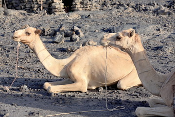 Afar camels waiting to be loaded. Danakil-Ethiopia. 0198