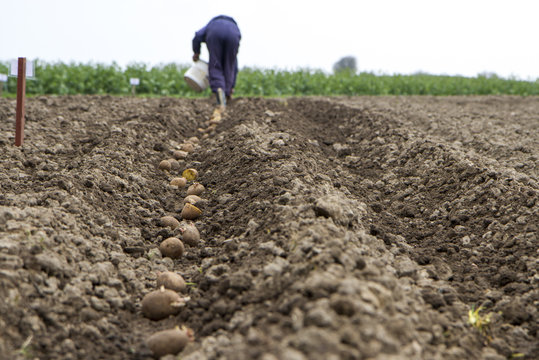Kvinna s&auml;tter potatis