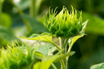 Close-up watering sunflower field at morning