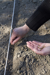 Sådd i grönsaksland