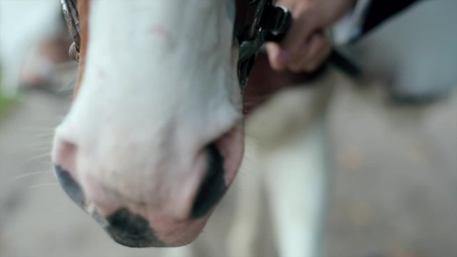 Man pats horse head and then lead it away on equestrian field at sunny summer day