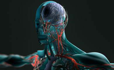 Human anatomy 3D futuristic scan technology with xray-like view of human body. Vibrant colors. Xray-like.